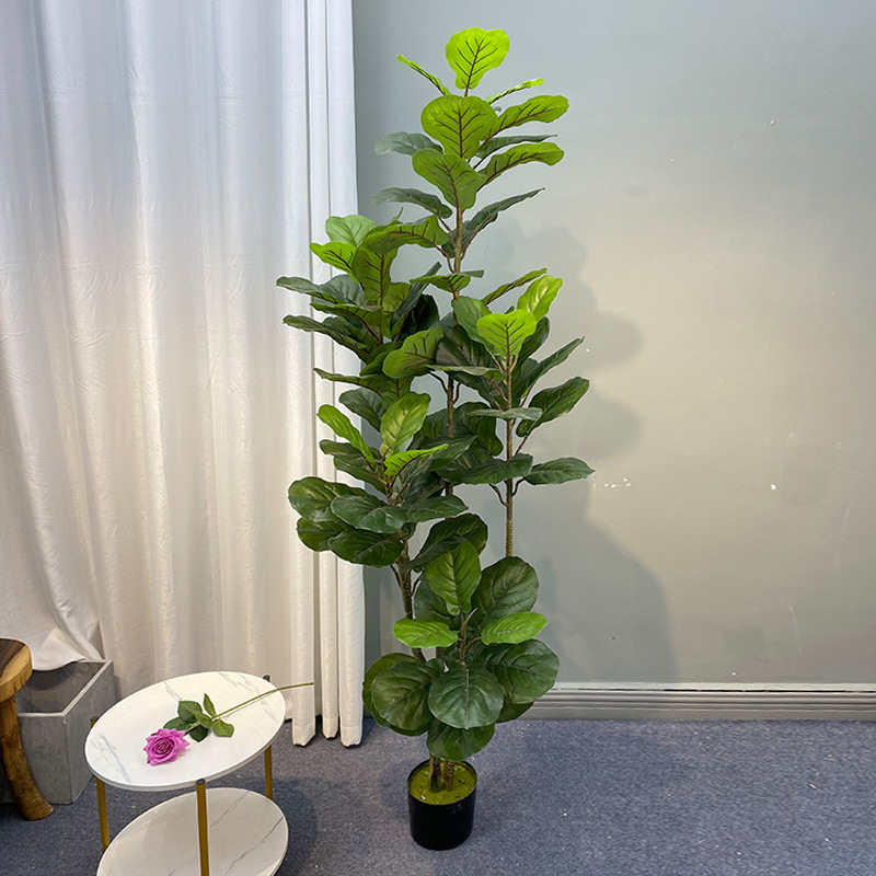 59in كبير اللبخ شجرة النباتات  - مراجعة Ficus Lyrata Tree وسعره